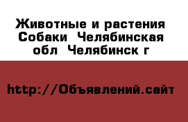 Животные и растения Собаки. Челябинская обл.,Челябинск г.